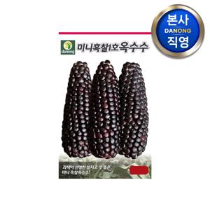 미니흑찰1호 옥수수 씨앗 100립 . 채소 검정 작은 찰옥수수 종자 텃밭 파종 야채 씨