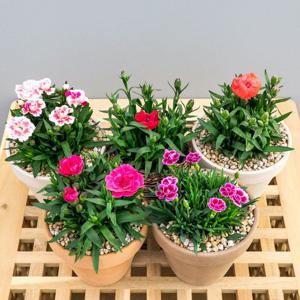 가정의달 향카네이션 미니카네이션 생화 선물세트