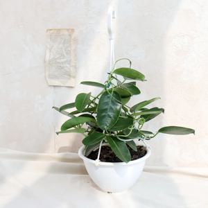 마다가스카르 자스민 중품 재스민 플랜테리어 식물인테리어 덩굴식물