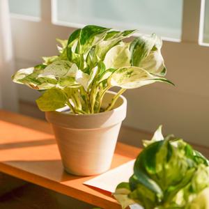 오레우스 스킨답서스