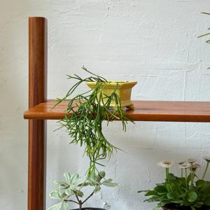 립살리스 폭스테일 카스타 빈티지팟 (Angle) 인테리어식물 집들이선물