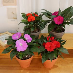 임파첸스 꽃식물 서양 봉선화 플랜테리어 화단 화초 정원