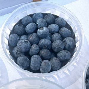국내산 블루베리 제주 경남 생과 14mm 16mm 1팩 2팩 4팩 선택