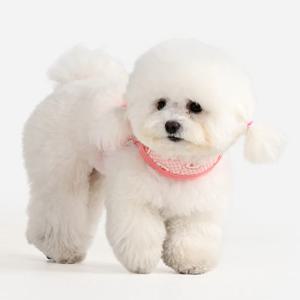 핑카홀릭 트릭시 하네스 J_HJ7919_S/M/L