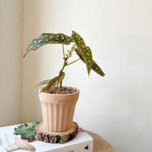 베고니아 마큘라타 공기정화식물 꽃 키우기쉬운 개업화분 소형 로자리안토분