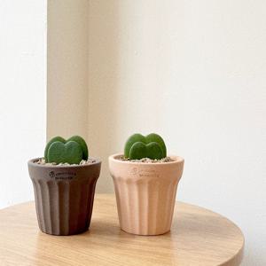 하트호야 다육이 로자리안토분 기념일 여자친구 이벤트 선물