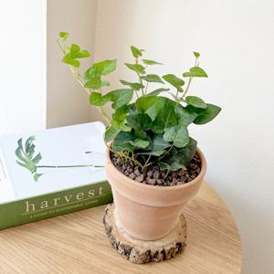 하트아이비 플랜테리어 실내공기정화식물 이태리토분 넝굴 행잉