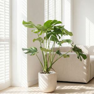 [5% 쿠폰!] 몬스테라 실내공기정화식물 개업 이사 승진 축하선물 화분