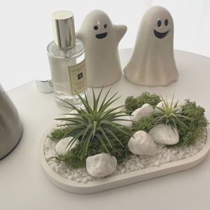 공기정화식물 틸란드시아 이오난사 플레인 화이트 트레이 오브제