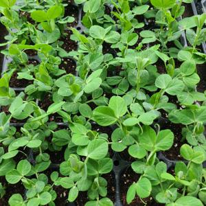 완두콩 모종 콩 채소 키우기 교육용