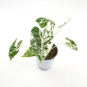 알로카시아 무늬 프라이덱 소품 실내 공기정화 희귀 식물 키우기 반려식물 플랜테리어