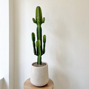 청하각 선인장 다육식물 인테리어 화분 플랜테리어 개업 승진 영전 중대형