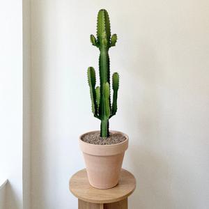 청하각 선인장 다육식물 인테리어 화분 이태리토분 개업 승진 영전 중대형