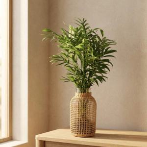 테이블야자 수경재배 라탄화병 세트 플랜테리어 식물 인테리어 화분