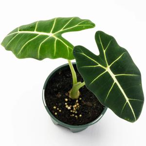 알로카시아 프라이덱 그린벨벳 희귀식물