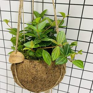 아몬드페페 코코넛 행잉 화분