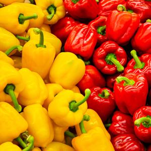 파프리카 노란 빨간 주황 초록 1kg 2kg 5kg (국내산)