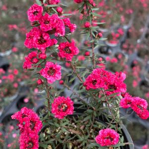 호주 매화 소형 꽃나무 꽃화분 꽃모종 인테리어 식물