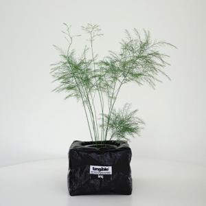 아스파라거스 비르가투스 (Asparagus virgatus)렉탱글 화분커버