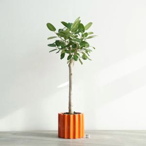 무지 뱅갈고무나무 오렌지 도리아 인테리어화분 대형식물 거실나무 공기정화식물
