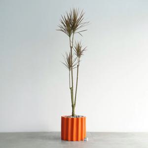 드라세나 마지나타 오렌지 도리아화분 실내 인테리어 대형화분