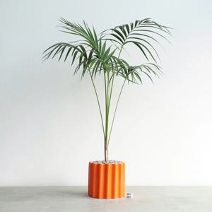 켄차야자 오렌지도리아 화분 인테리어 대형화분 겐차야자 공기정화식물