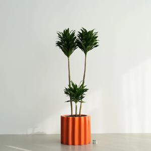 드라세나 콤팩타 오렌지 도리아 화분 실내 인테리어 거실화분