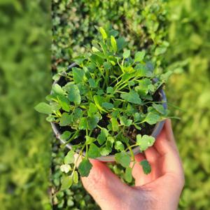 돌미나리 모종 미나리모종 밭미나리 채소 키우기 교육용