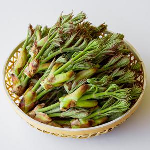 국내산 제철 땅두릅 1kg