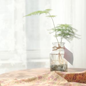 테이블위 감성 인테리어 아련한 수경식물 키우기 아스파라거스 + 수경 풀세트