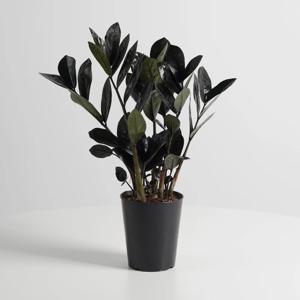 블랙금전수 중품 키우기쉬운 개업식물 인테리어식물 모종