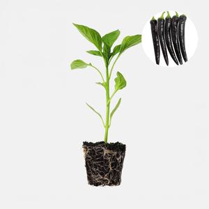 가지 고추 1개 안매운 맵지 않은 보라색 고추 모종 텃밭 채소 튼튼한 모종