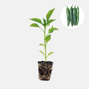 오이 고추 롱그린 1개 안매운 맵지 않은 고추 모종 텃밭 채소 튼튼한 모종