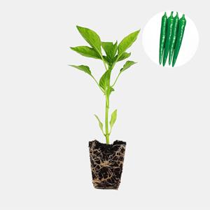 미인풋고추 1개 안매운 맵지 않은 아삭이 풋고추 모종 텃밭 채소 튼튼한 모종