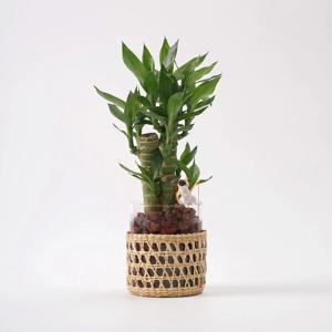 연화죽 라탄글라스 화병 수경재배식물 수중 수생 키우기 쉬운 화산석