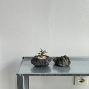 미니바오밥나무 아프리카식물 아데니움 아라비쿰 희귀식물