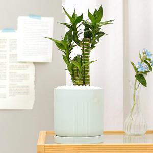 연화죽 set 민트골지화분 실내공기정화식물 소형화분