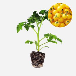 토마토 젤리 노랑 1개 과일 토마토 야채 모종 텃밭 채소 튼튼한 모종