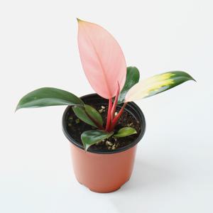 핑크 콩고 소품