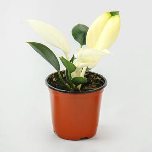 화이트 콩고 소품