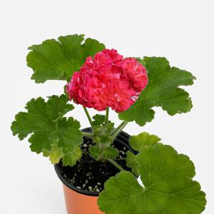 UG 카자츠카 제라늄 소형 꽃모종 페라고늄 유럽제라늄