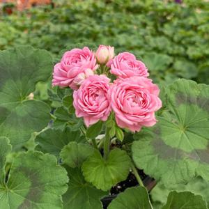 디아즈 시레나 제라늄 소형 꽃모종 페라고늄 유럽제라늄