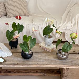 하트 안시리움 플라워 조화 화분 화이트스톤 4type