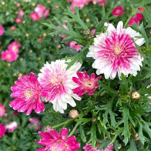 스트로베리휘핑 딸기라떼 목마가렛 소형 꽃모종 페라고늄 유럽제라늄