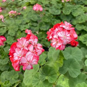 제나로사 제라늄 소형 꽃모종 페라고늄 유럽제라늄