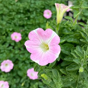 피치하트 사피니아 소형 꽃모종 봄꽃 야생화 페츄니아 모종