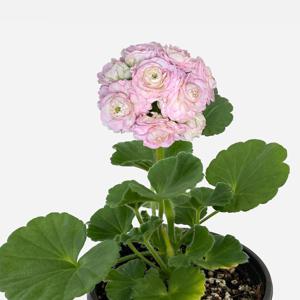 미올 세르세라팜 제라늄 소형 꽃모종 페라고늄 유럽제라늄