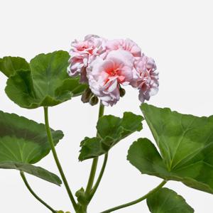 샤밍로즈 제라늄 소형 꽃모종 페라고늄 유럽제라늄