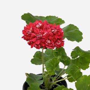 세르게이 예세닌 제라늄 소형 꽃모종 페라고늄 유럽제라늄