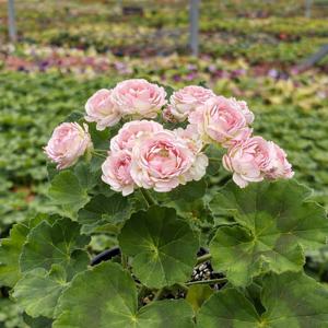 심레이디 카프리스 제라늄 소형 꽃모종 페라고늄 유럽제라늄